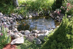 Aquatic garden in a home backyard.